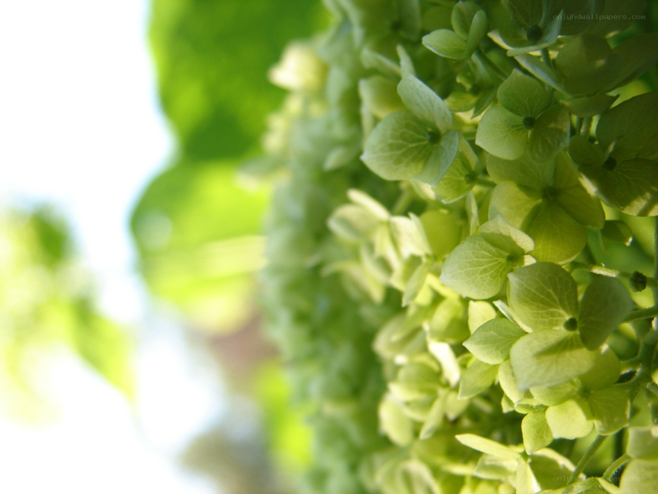 green hydrangea flowers in sunlight