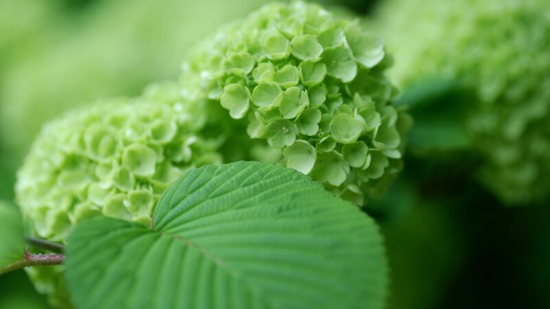Green Hydrangea Flowers — Serene, Photograph