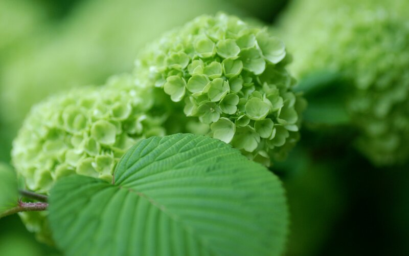 Green Hydrangea Flowers — Serene
