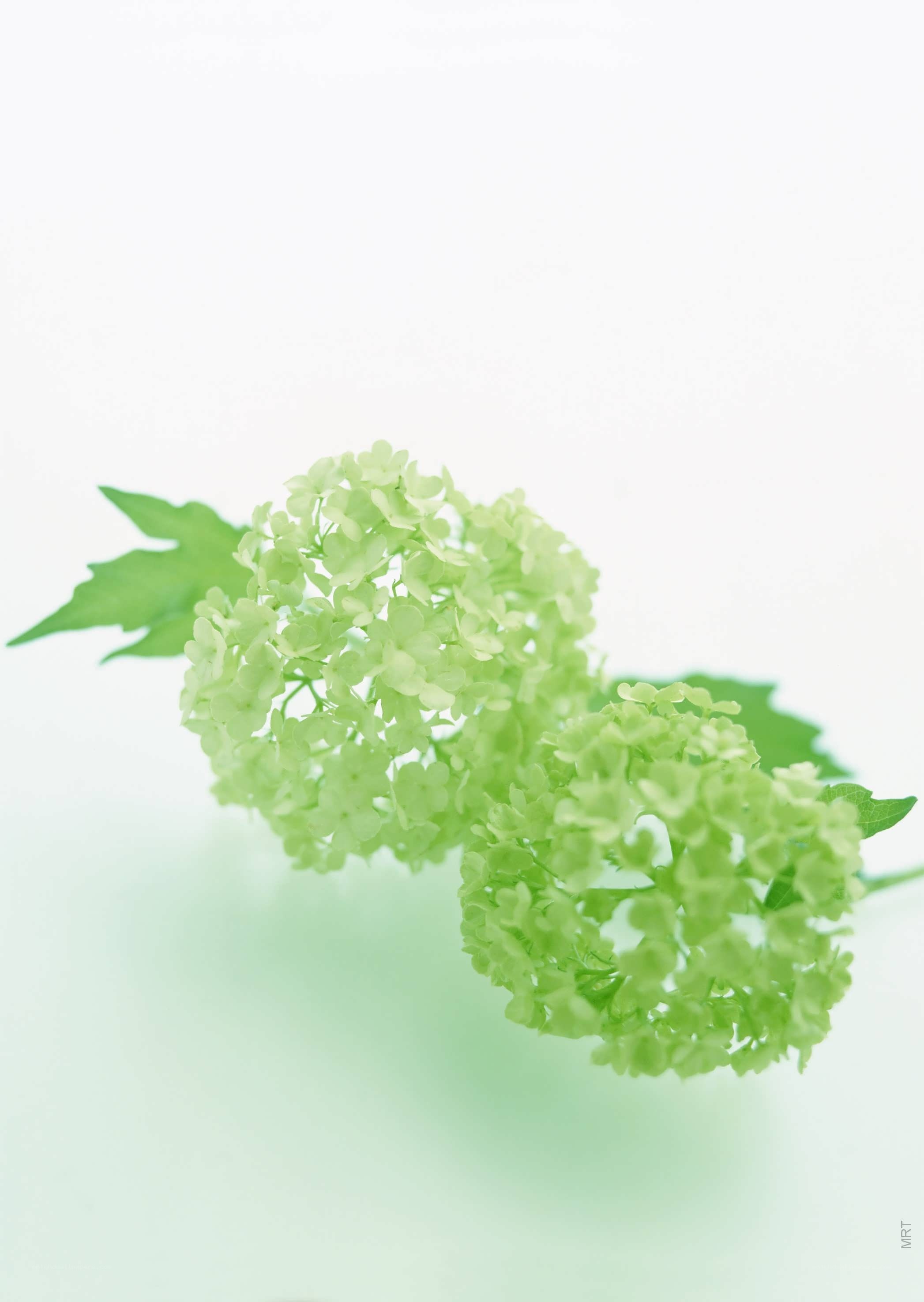 green hydrangea flowers