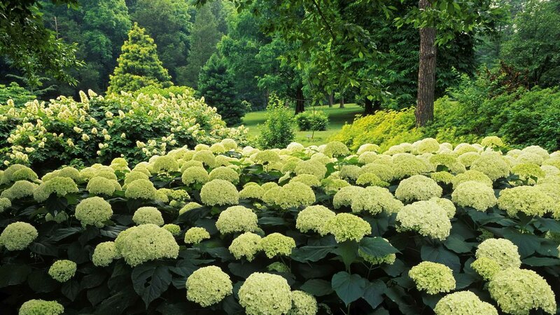 green hydrangea garden