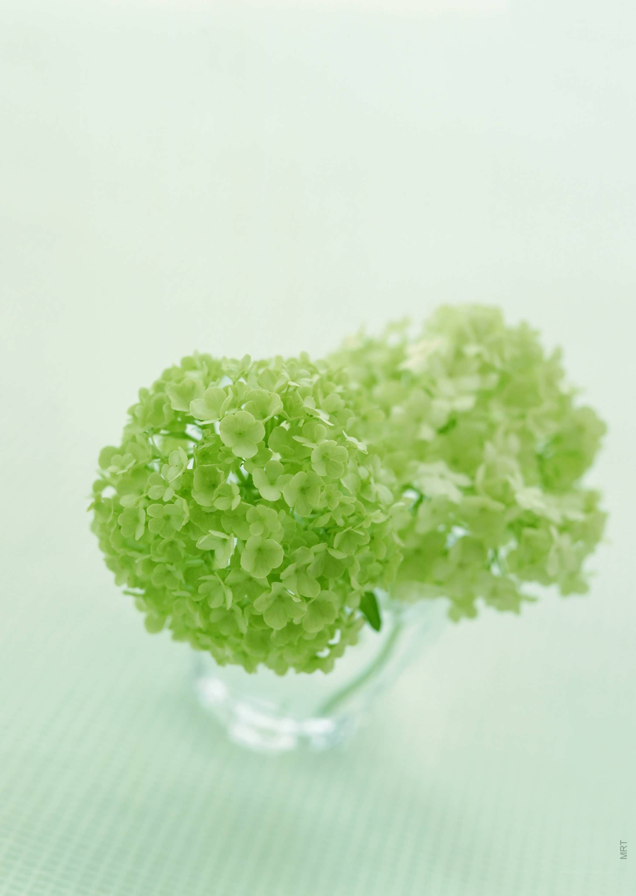 green hydrangea in a vase