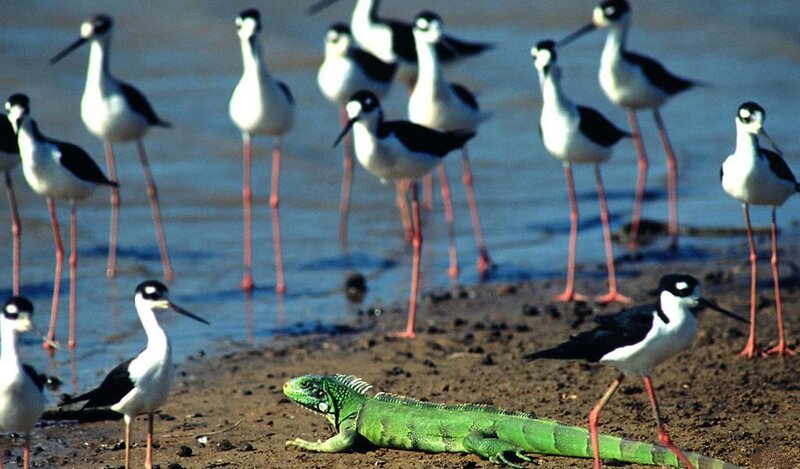 Green Iguana and Birds