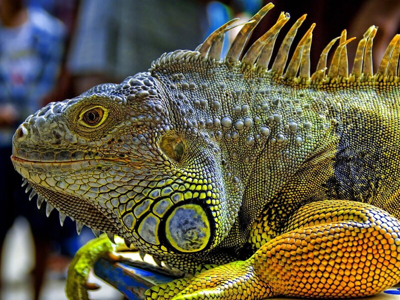 Green Iguana — Calm