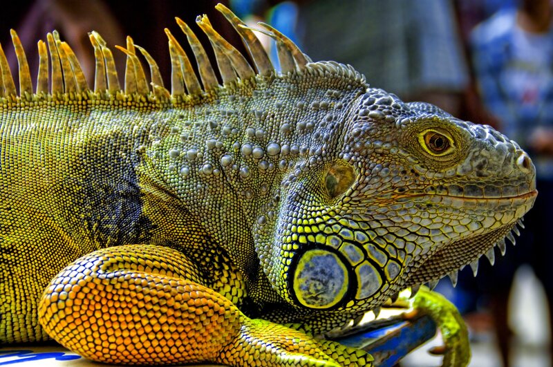 Green Iguana Close-up — Detailed, Photograph, Spines