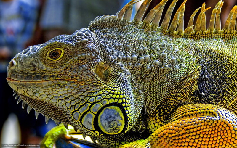 Green Iguana Close-up — Detailed, Photograph