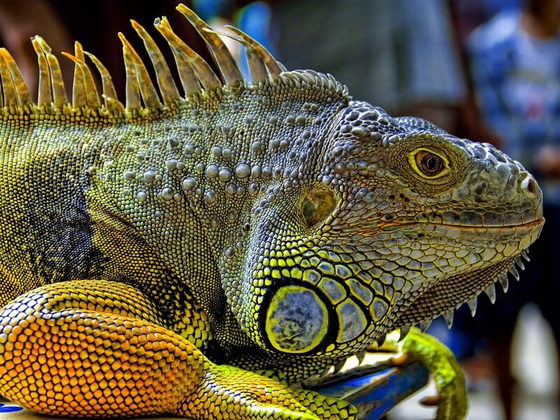 Green Iguana Close-up — Detailed