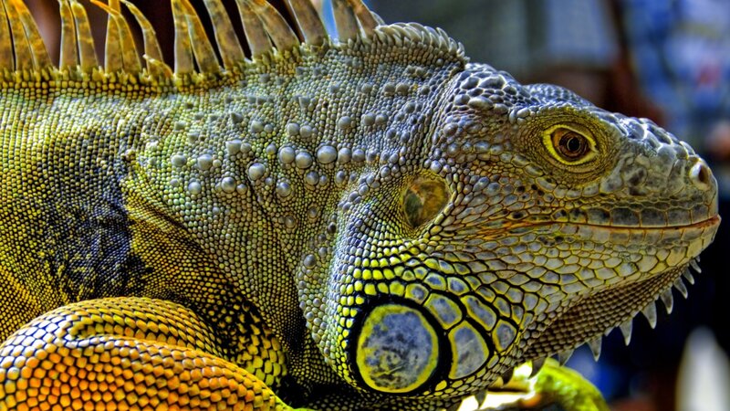 Green Iguana Close-up — Dramatic