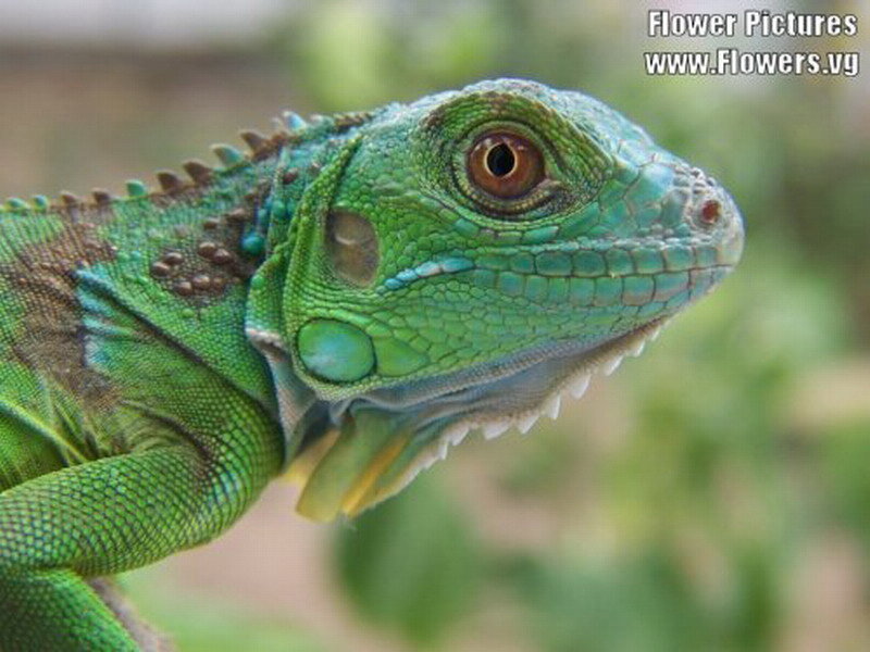 Green Iguana Head — Calm