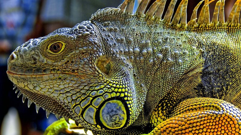 Green Iguana Head — Detailed
