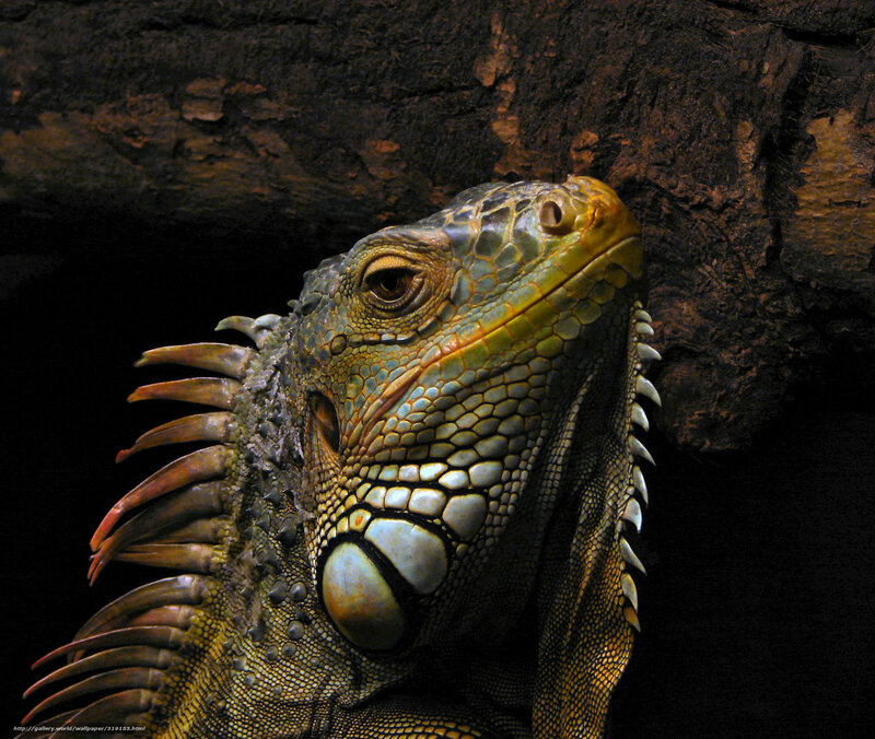 Green Iguana Head — Dramatic, Photograph, Rock
