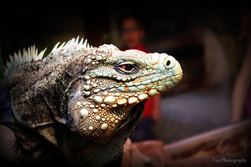 Green Iguana Head — Dramatic, Photograph, Spines