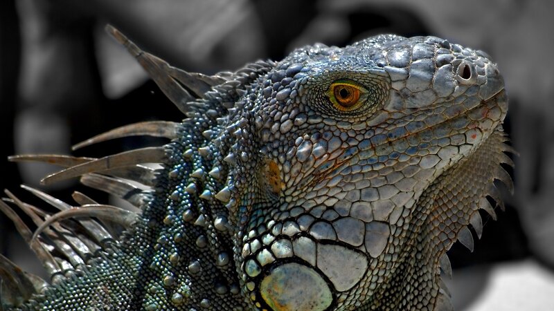 Green Iguana Head — Gray