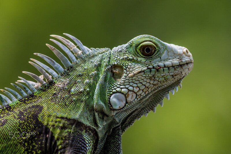 Green Iguana Head — Natural, Photograph