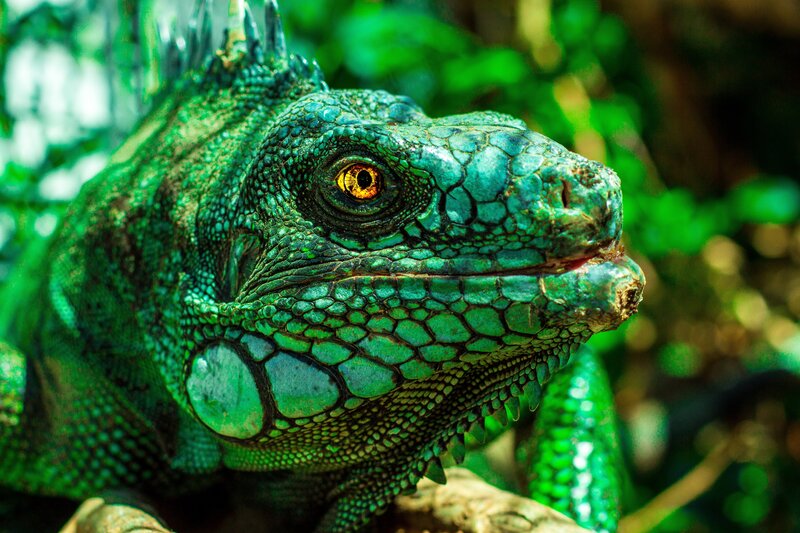 Green Iguana Head — Natural