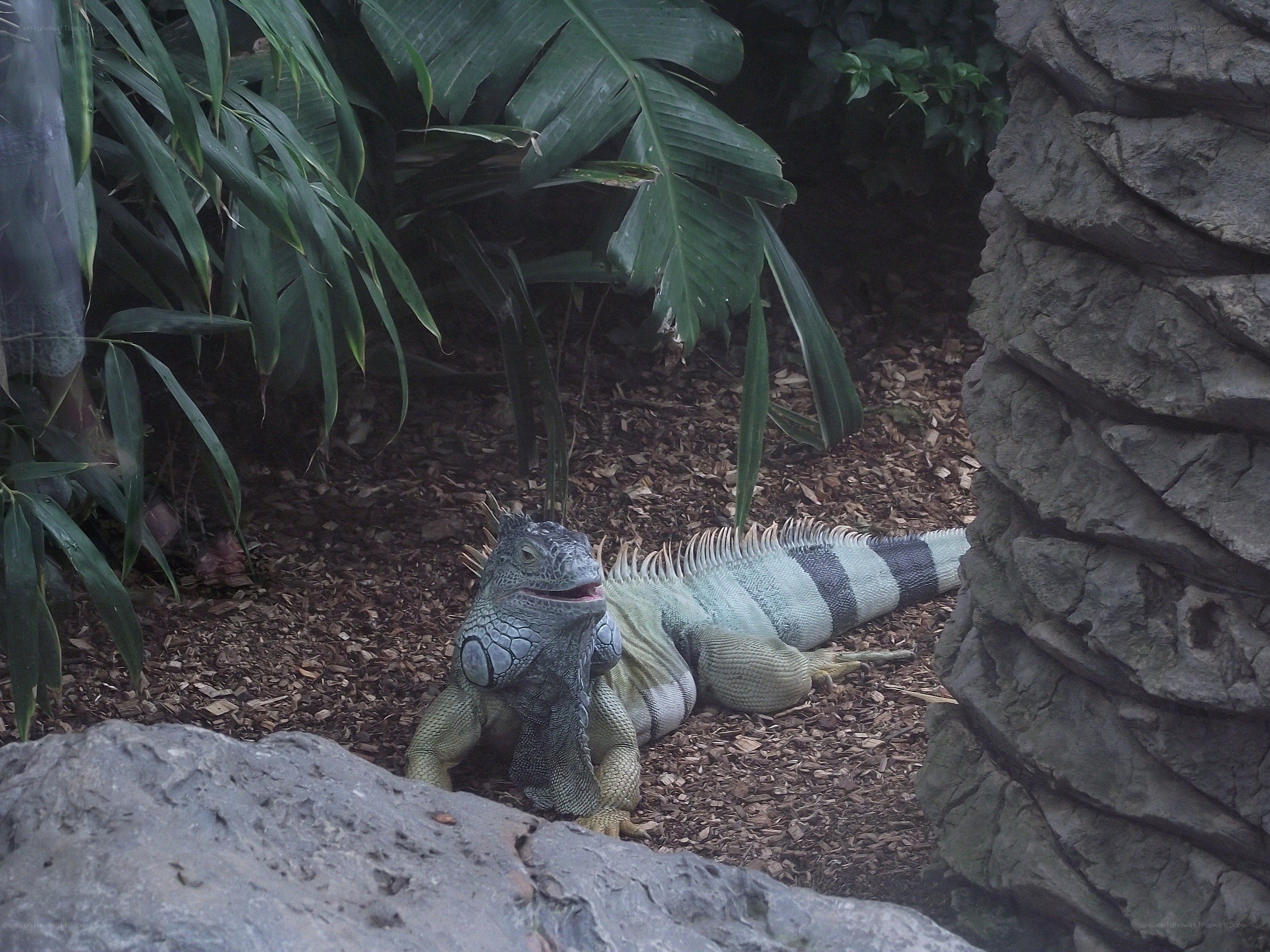 green iguana in enclosure