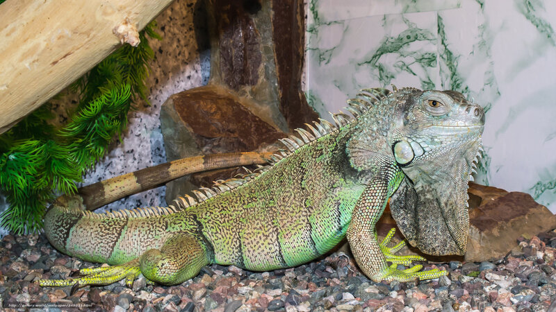 Green Iguana in Enclosure — Calm, Photograph