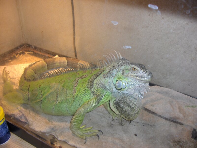 Green Iguana in Enclosure — Calm