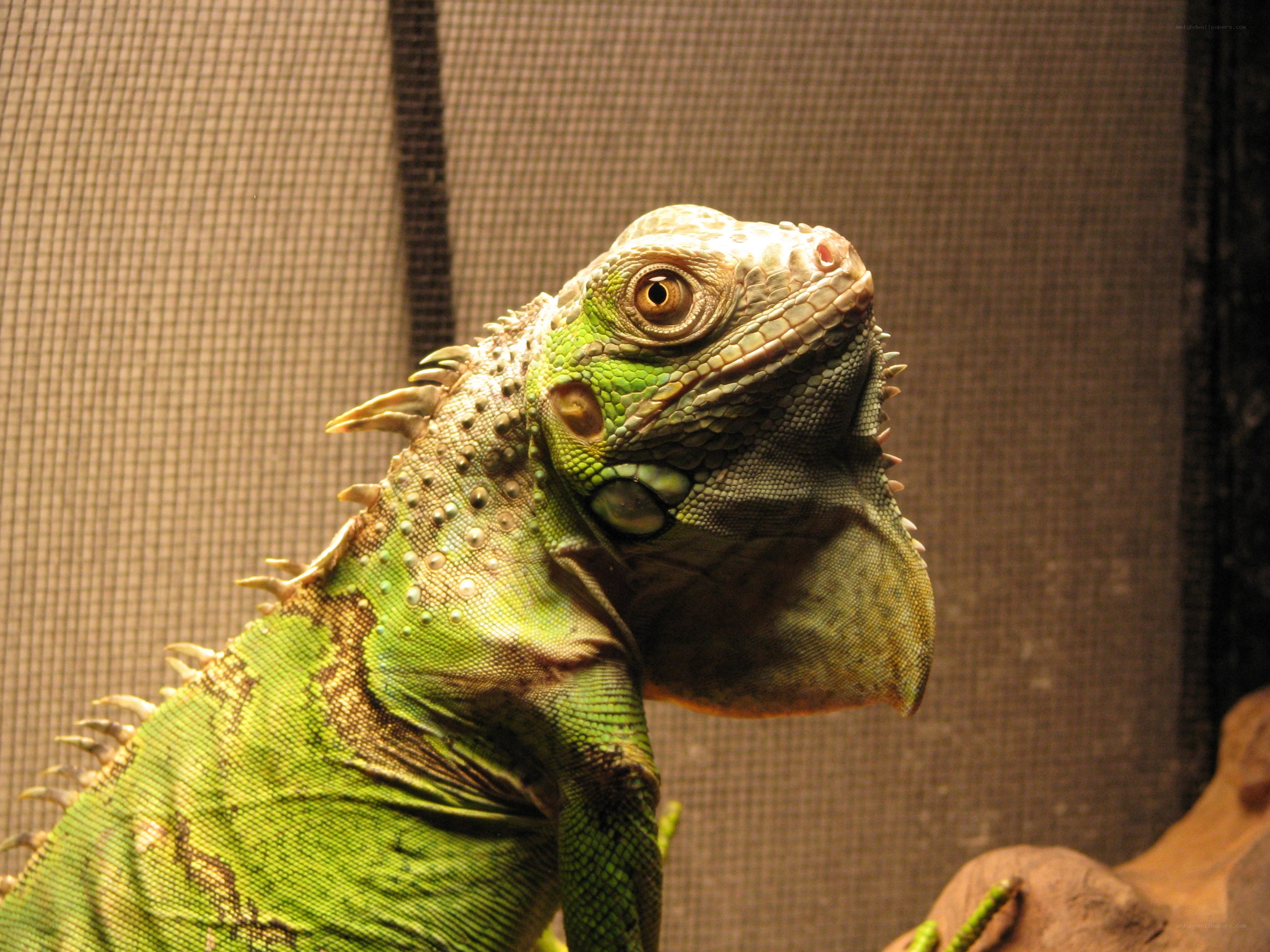 green iguana in enclosure