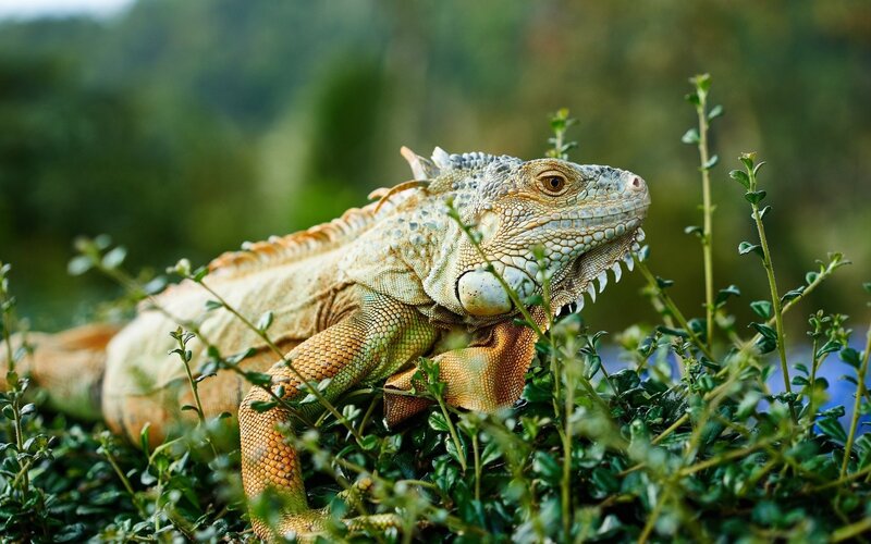 Green Iguana in Foliage — Calm