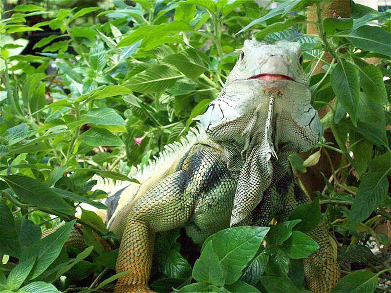 Green Iguana in Foliage — Natural