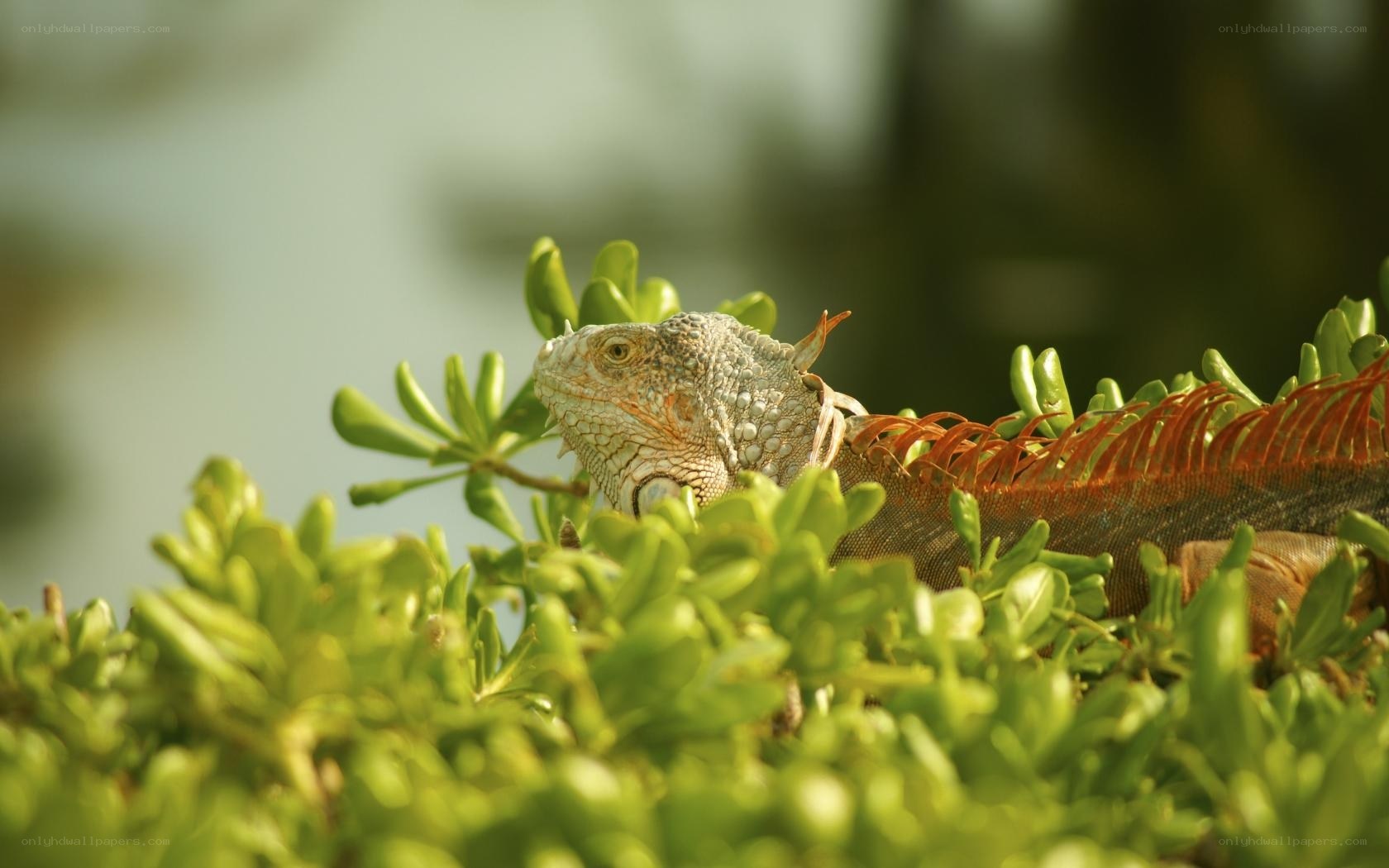 green iguana in foliage