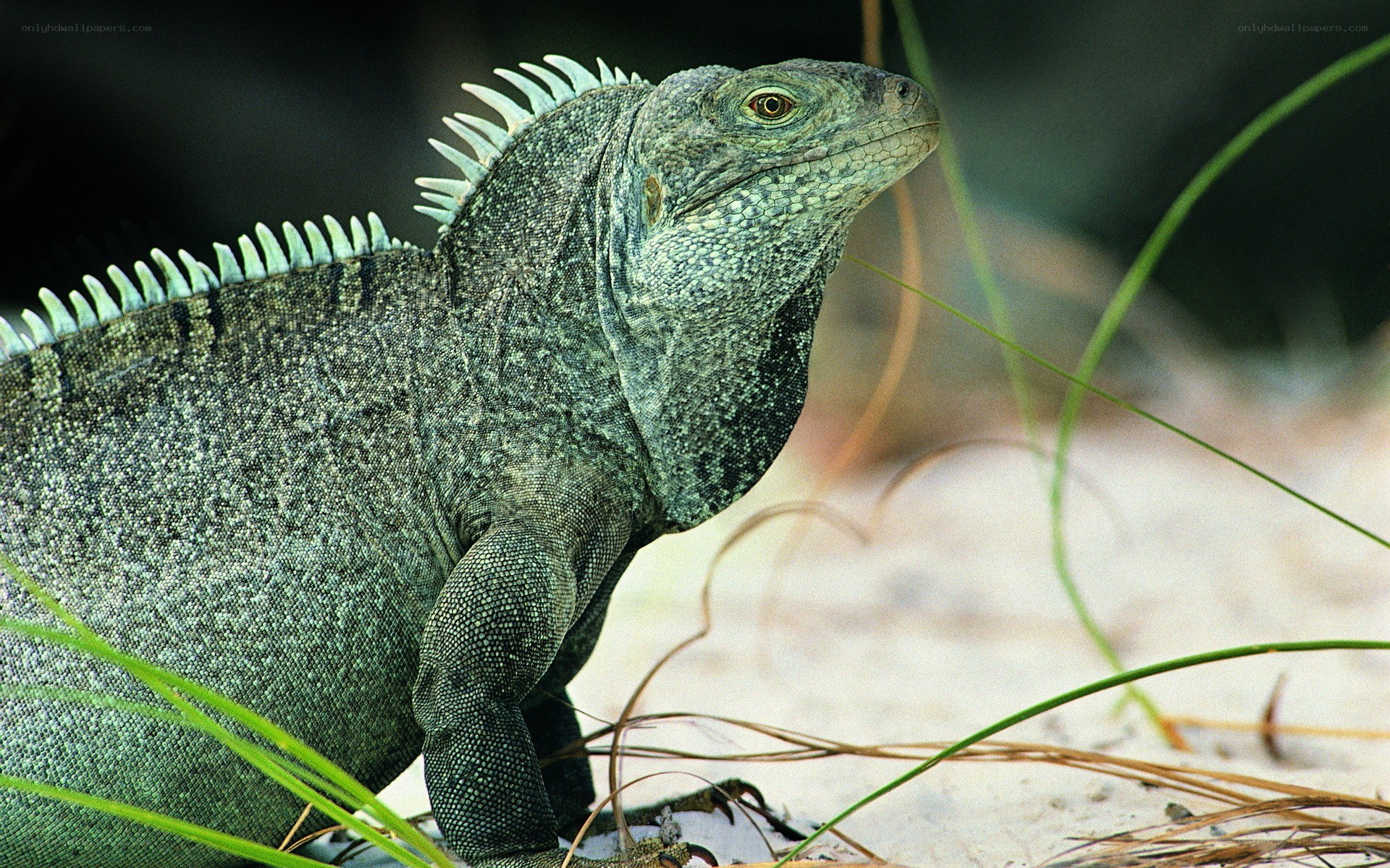 green iguana in grass