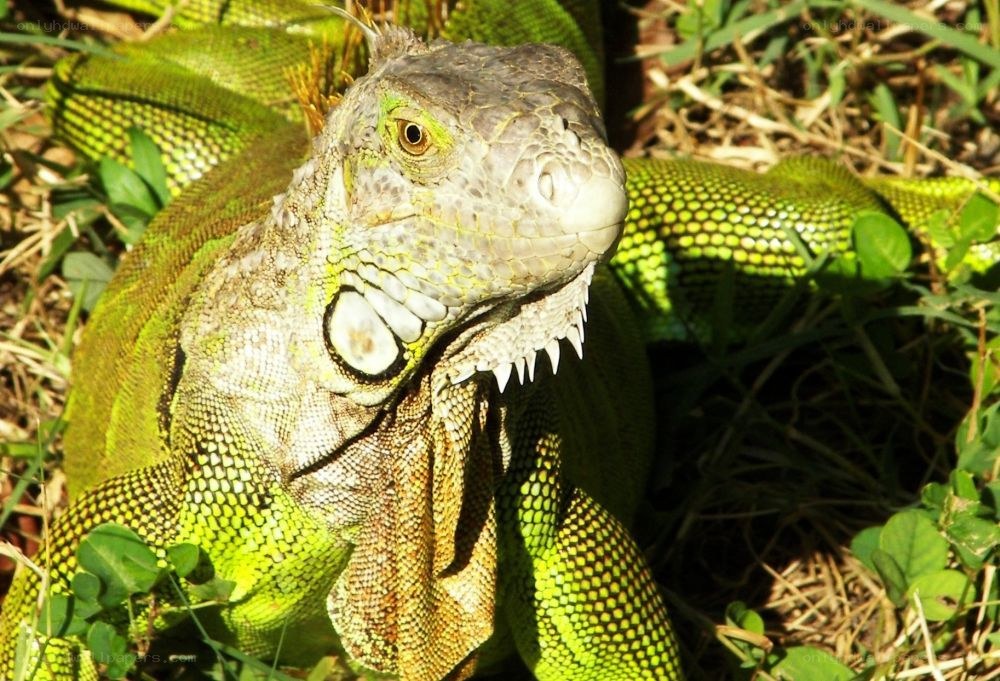 green iguana in grass