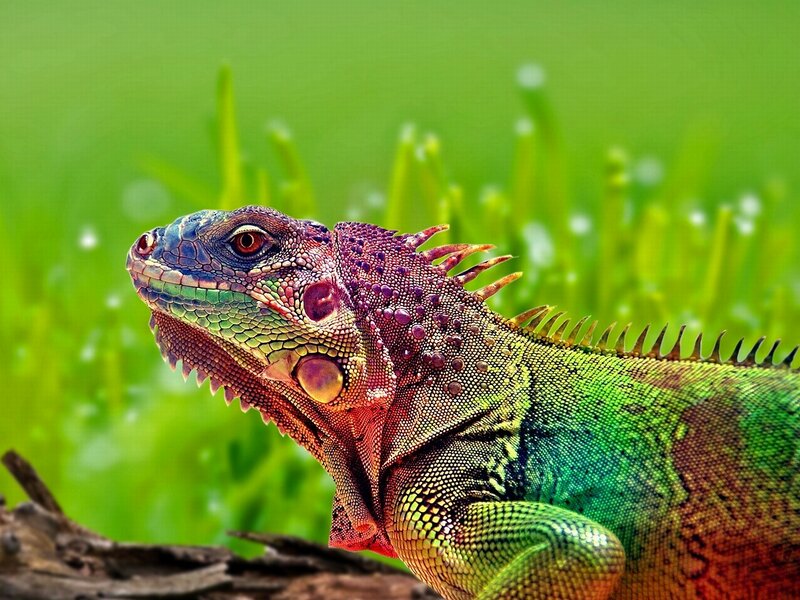 Green Iguana in Grass — Natural