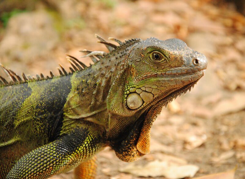 green iguana in natural habitat