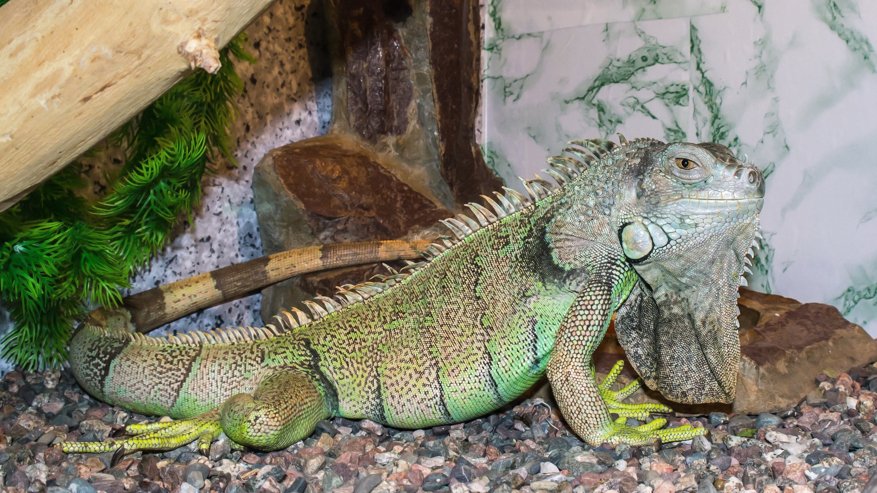 green iguana in terrarium