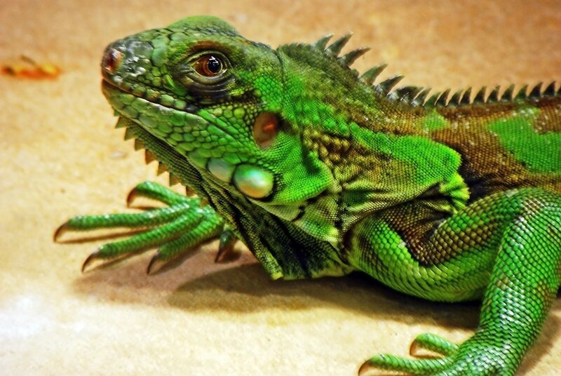 Green Iguana Lizard