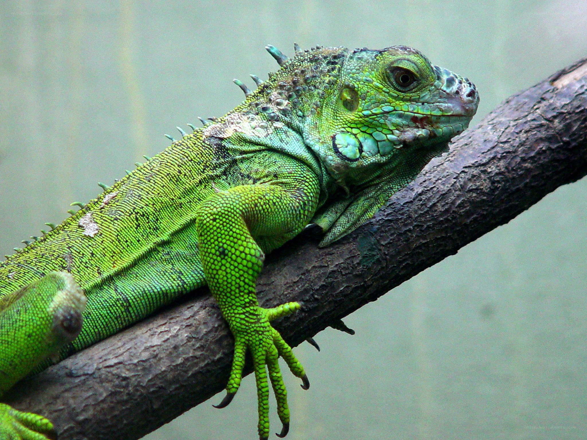 Green iguana on a branch