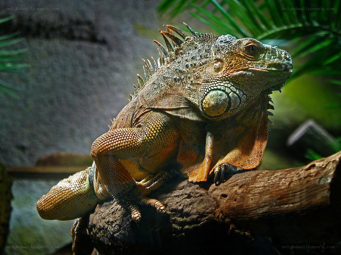 Green iguana on a branch
