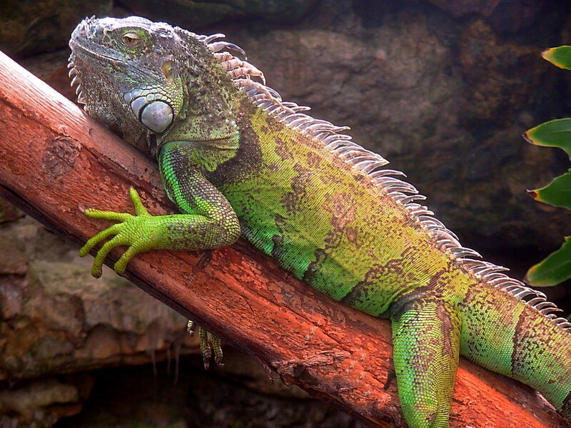 green iguana on a branch