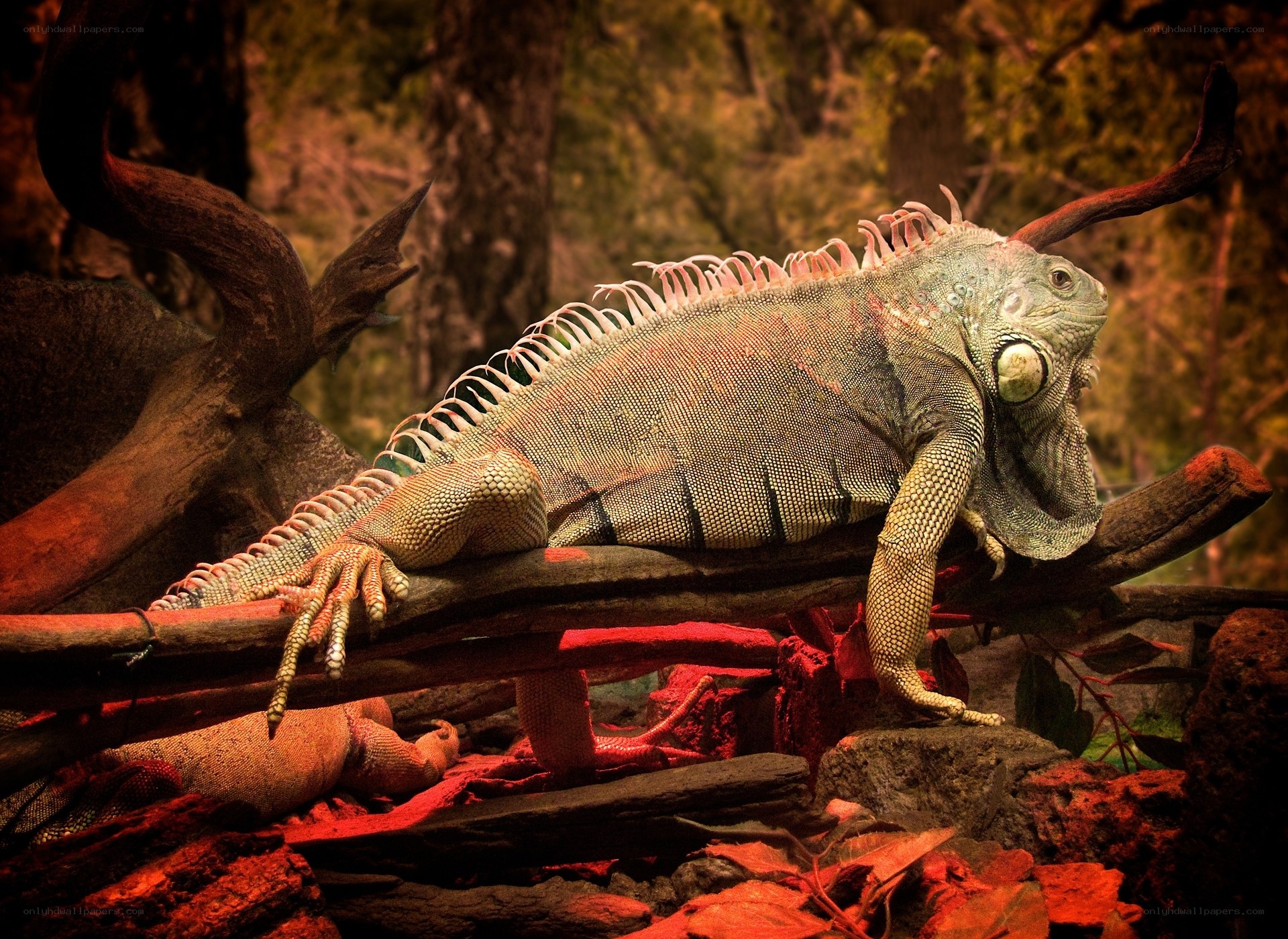 Green iguana on a branch