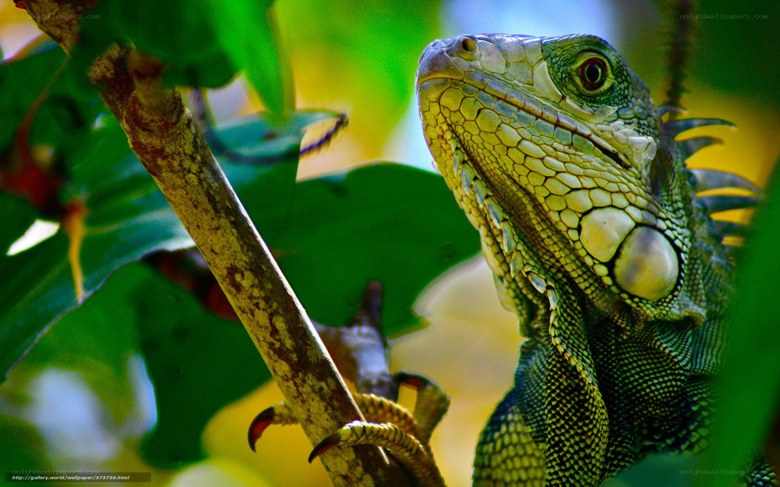 Green iguana on a branch