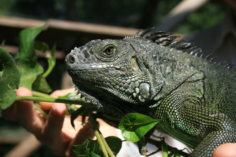 green iguana on a branch