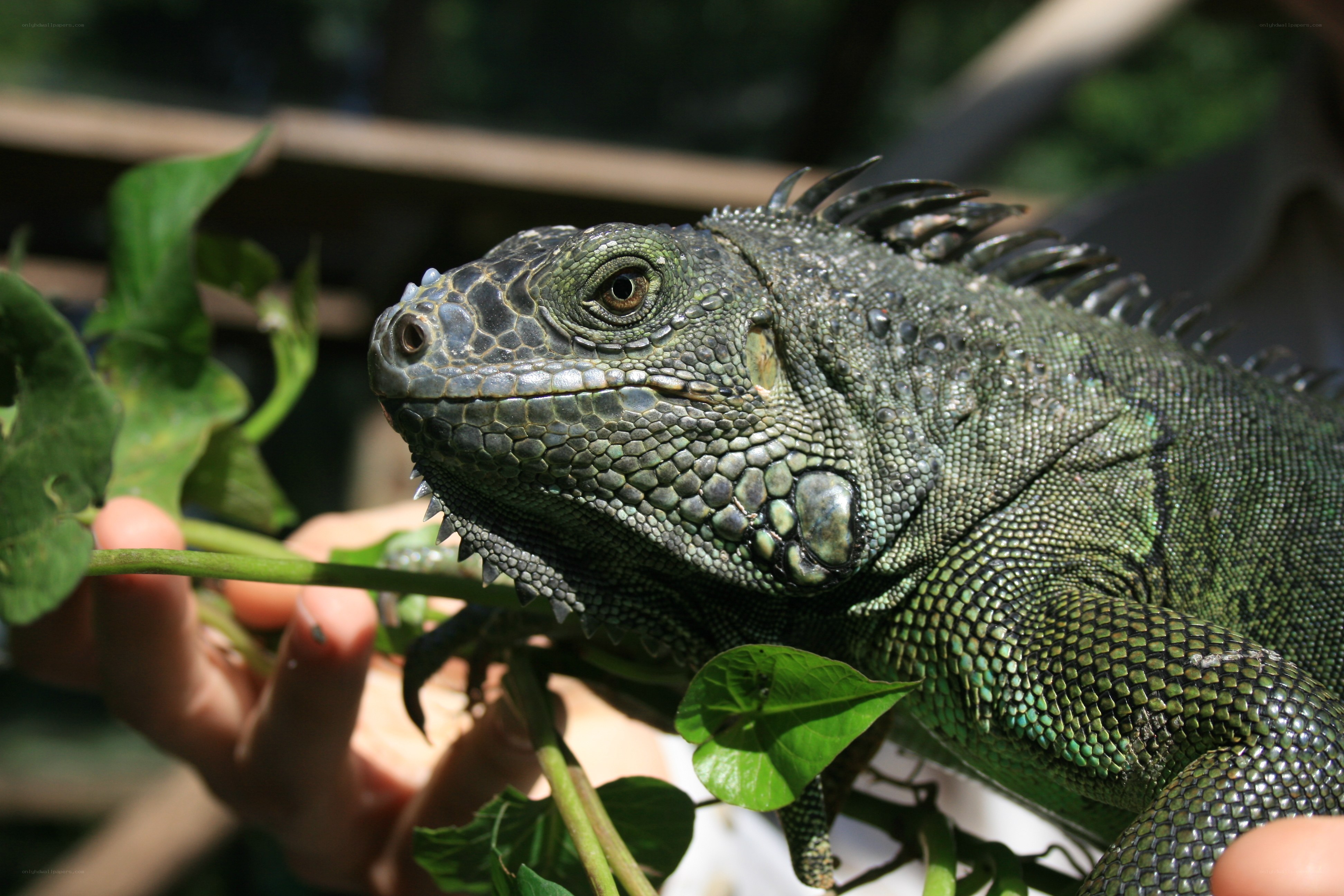 green iguana on a branch
