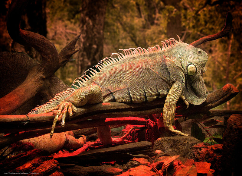 Green iguana on a branch