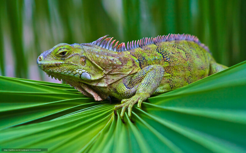 Green iguana on a leaf