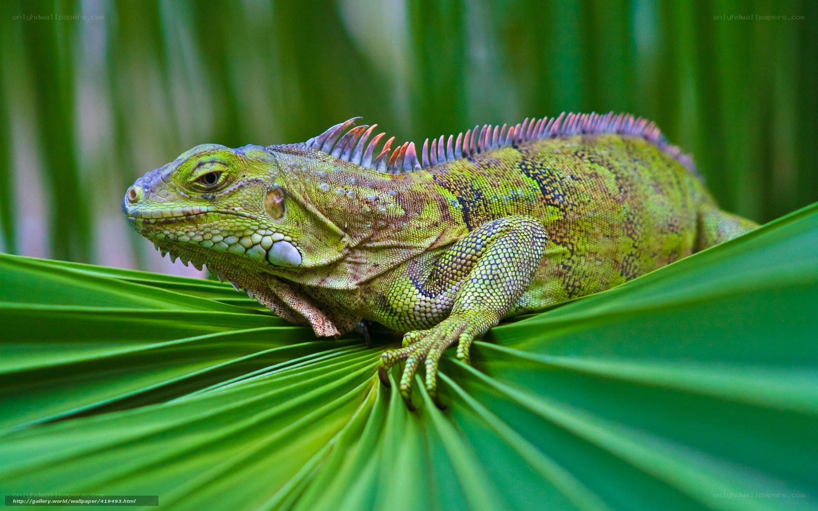Green iguana on a leaf
