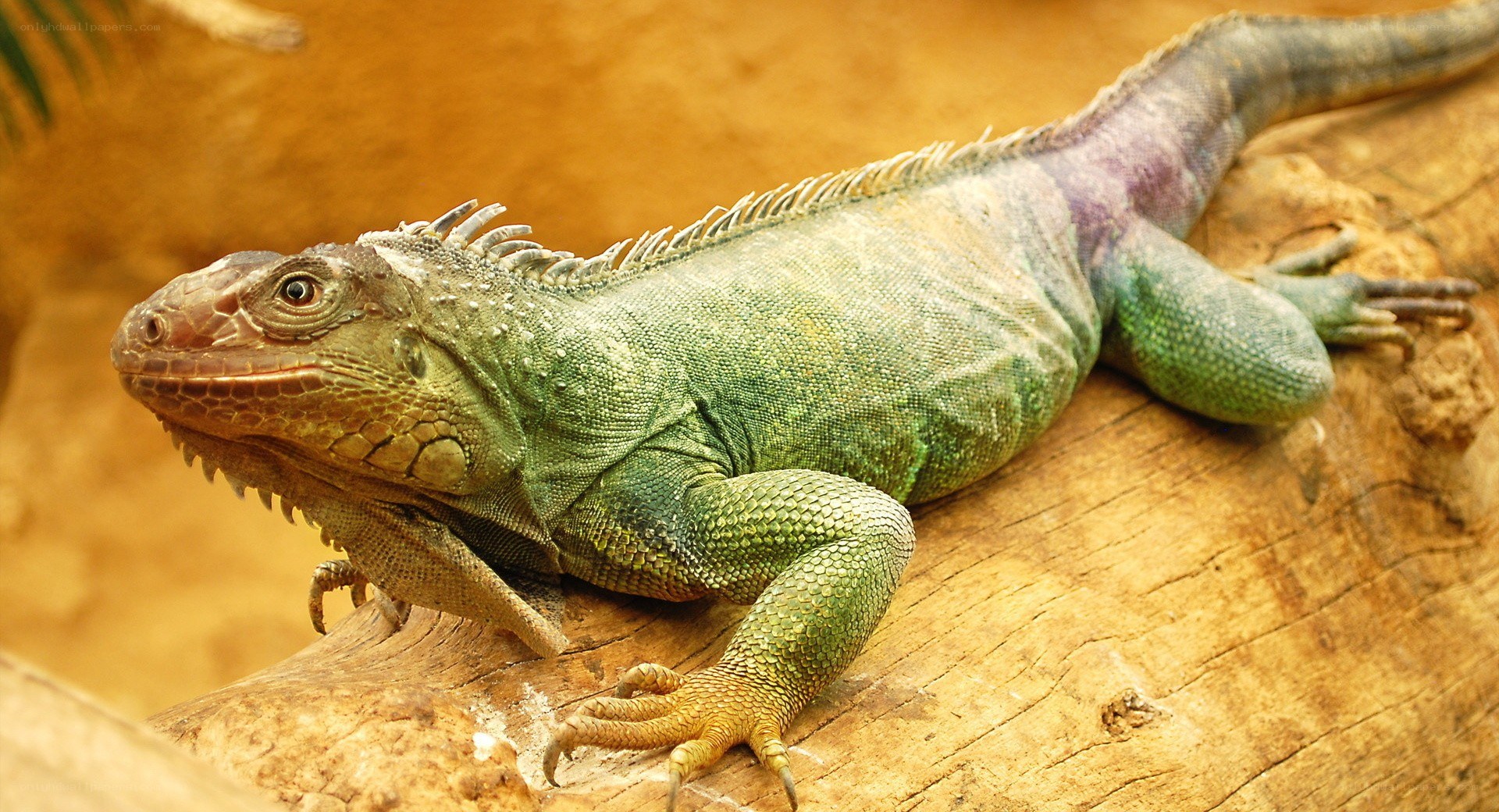 green iguana on a log