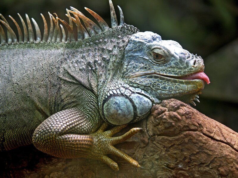 green iguana on a log