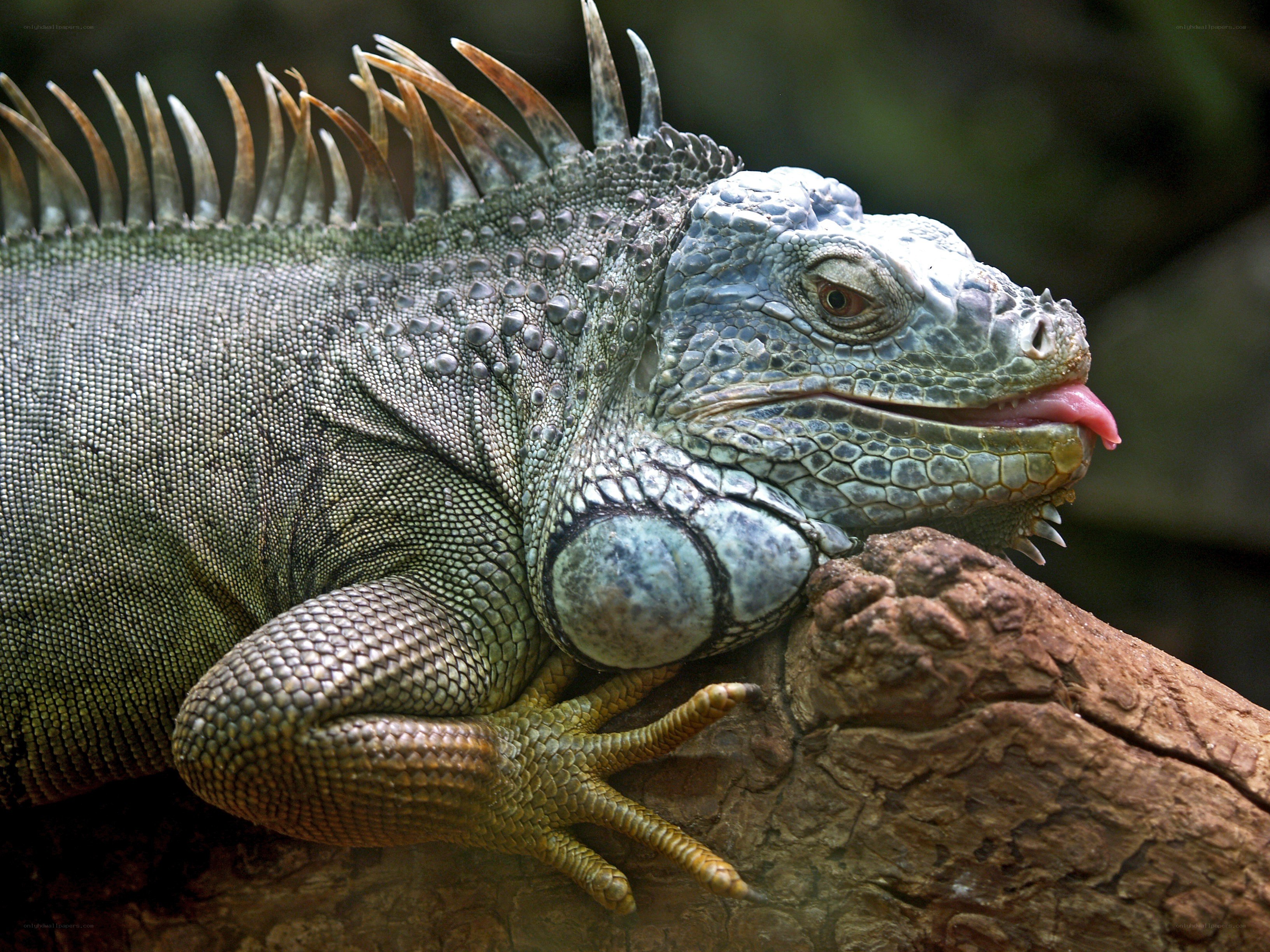 green iguana on a log
