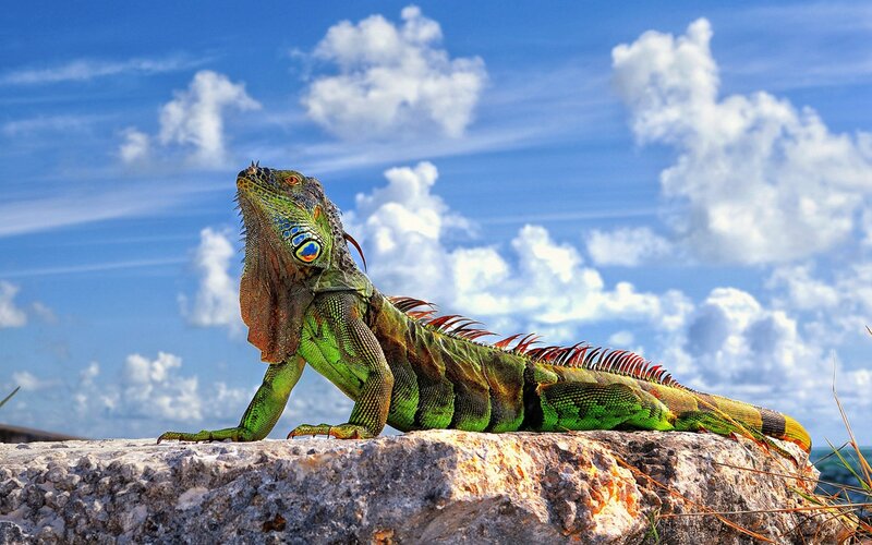 green iguana on a rock
