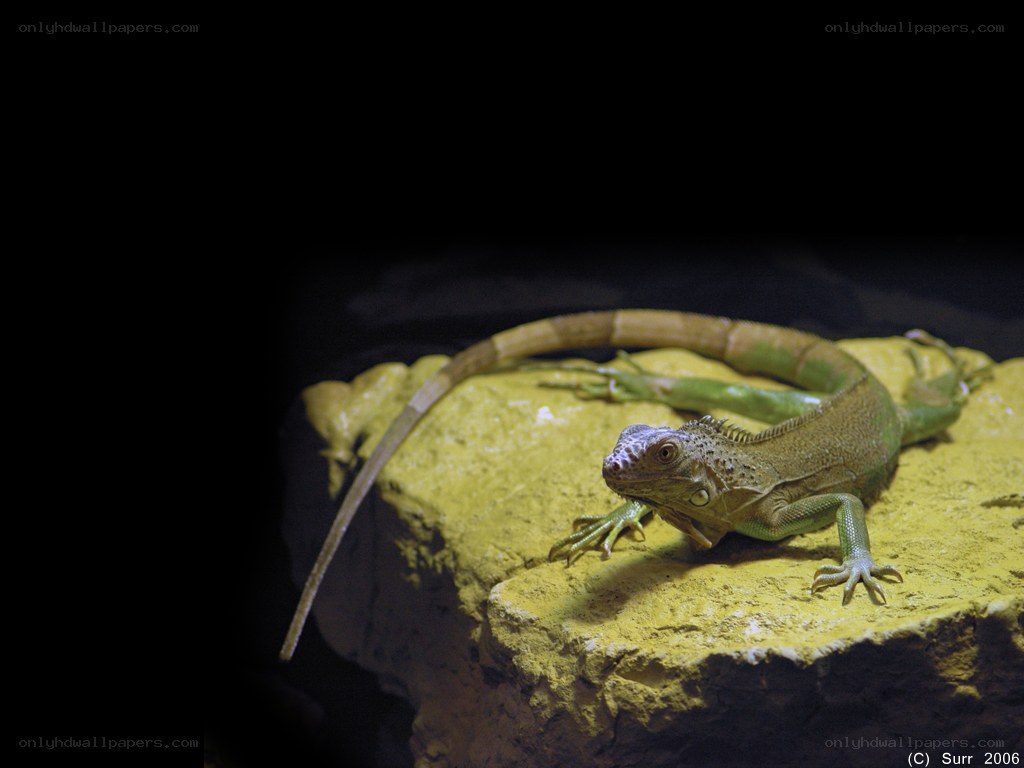 Green iguana on a rock