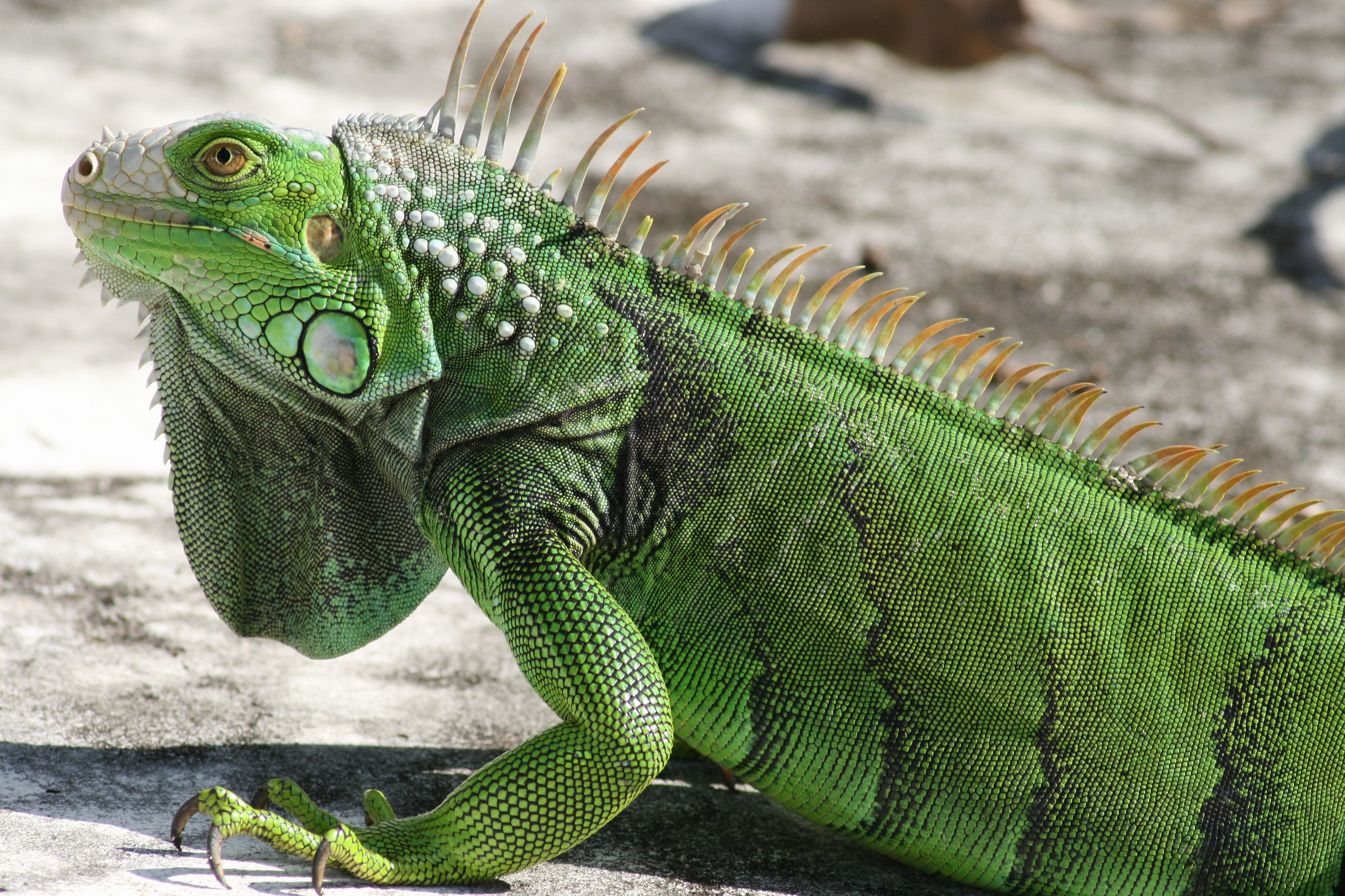 green iguana on a rock