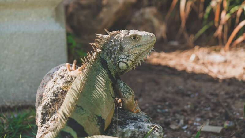 green iguana on a rock