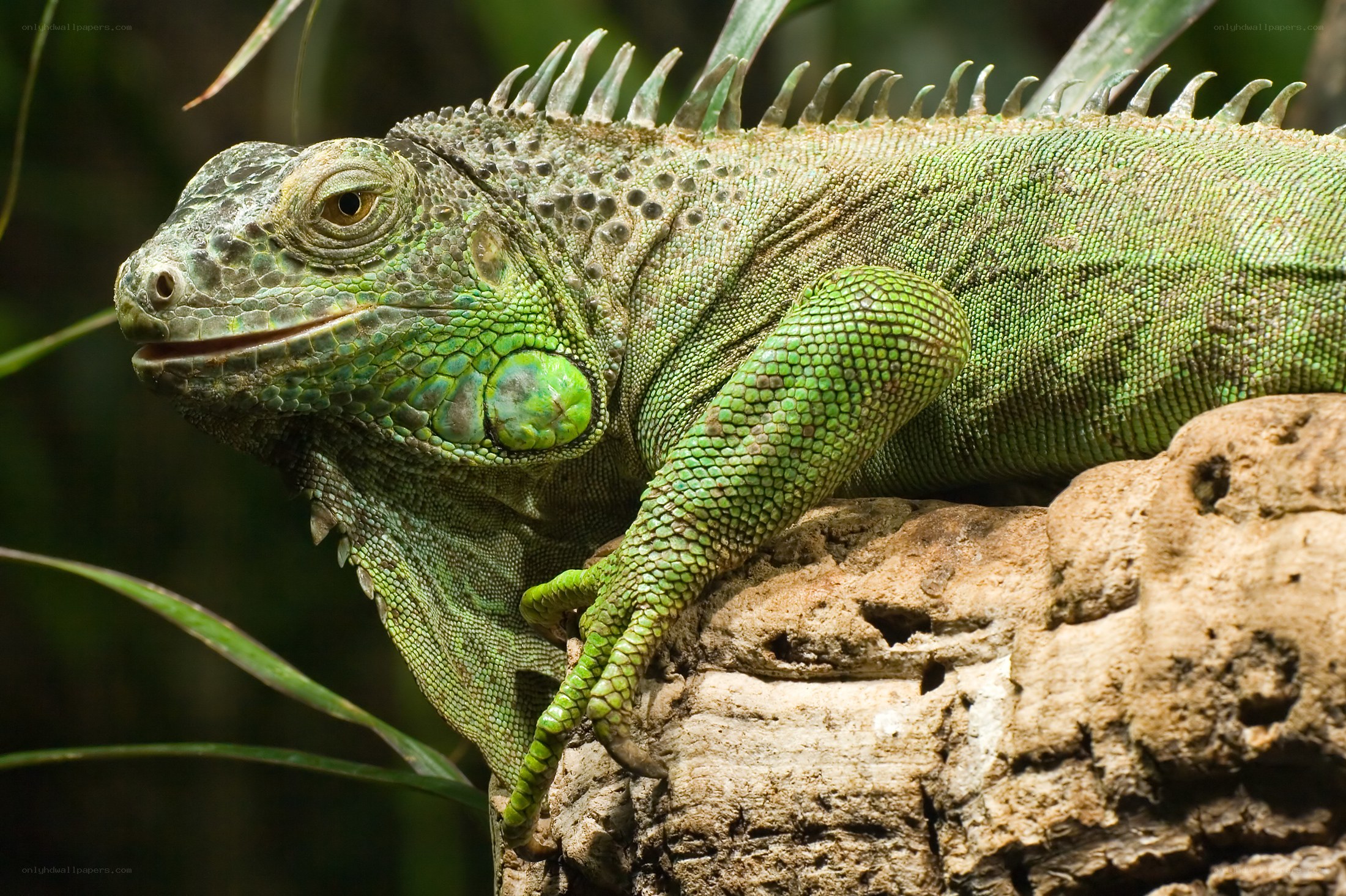 Green iguana on a rock